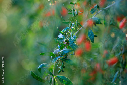 Goji berry fruits and plants in sunshine field