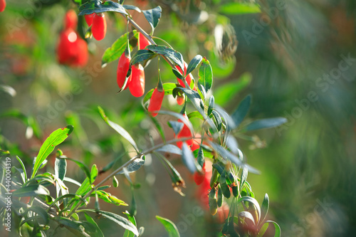 Photos Goji berry fruits and plants in sunshine field