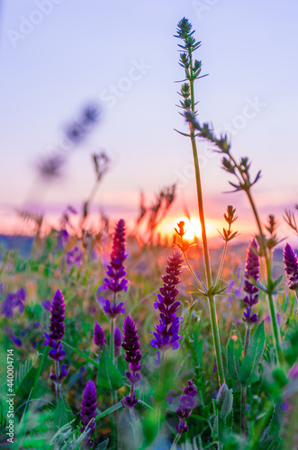 Beautiful wildflowers on a green meadow. Warm summer evening with a bright meadow during sunset. Grass silhouette in the light of the golden setting sun. Beautiful nature landscape with sunbeams. © ArturSniezhyn