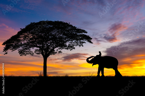 Silhouette elephant herder under big tree with sun sky background.