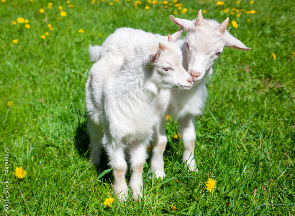 White baby goats standing on a green grass. Goat yeanlings. Goatlings.
