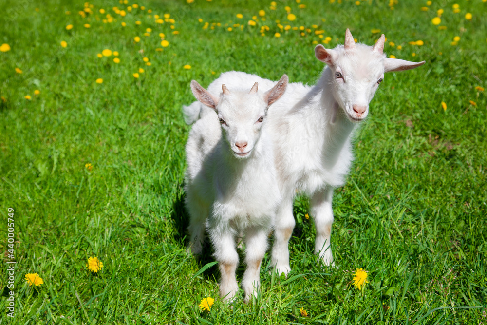 Fototapeta premium Two white baby goats standing on a green grass. Goat yeanlings.