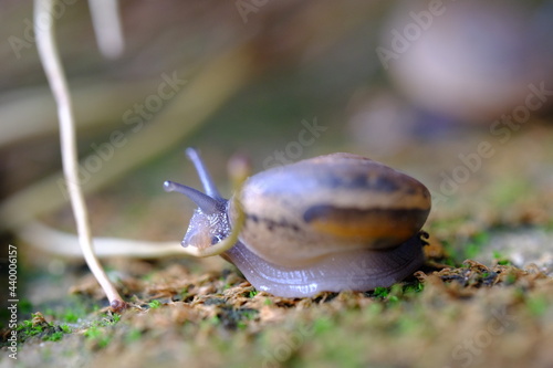 Snail crawing on grounf and eat something