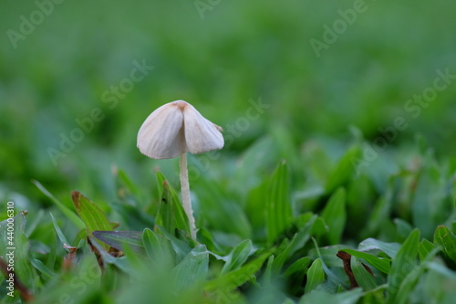 Small muchroom among green grass ,selective focus