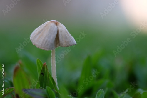 Small muchroom among green grass ,selective focus