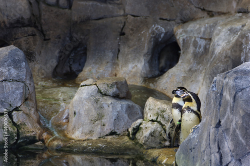 African penguins (Spheniscus demersus) in the cave, Kansas City Zoo, USA photo