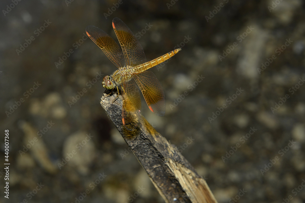 Brown and gold dragonfly perched on a small stick. Grey mottled background. Brown and gold dragonfly perched on a small stick. Grey mottled background.