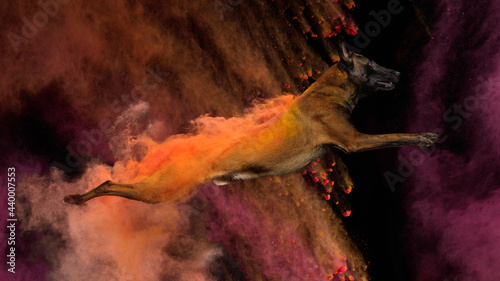 Belgian Malinois dog jumps in powder cloud
