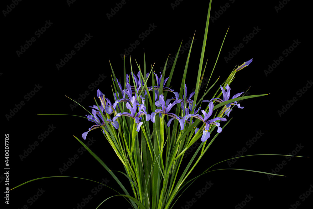 Fototapeta premium Bouquet of violet flowers marsh iris, lat. Iris pseudacorus, isolated on black background