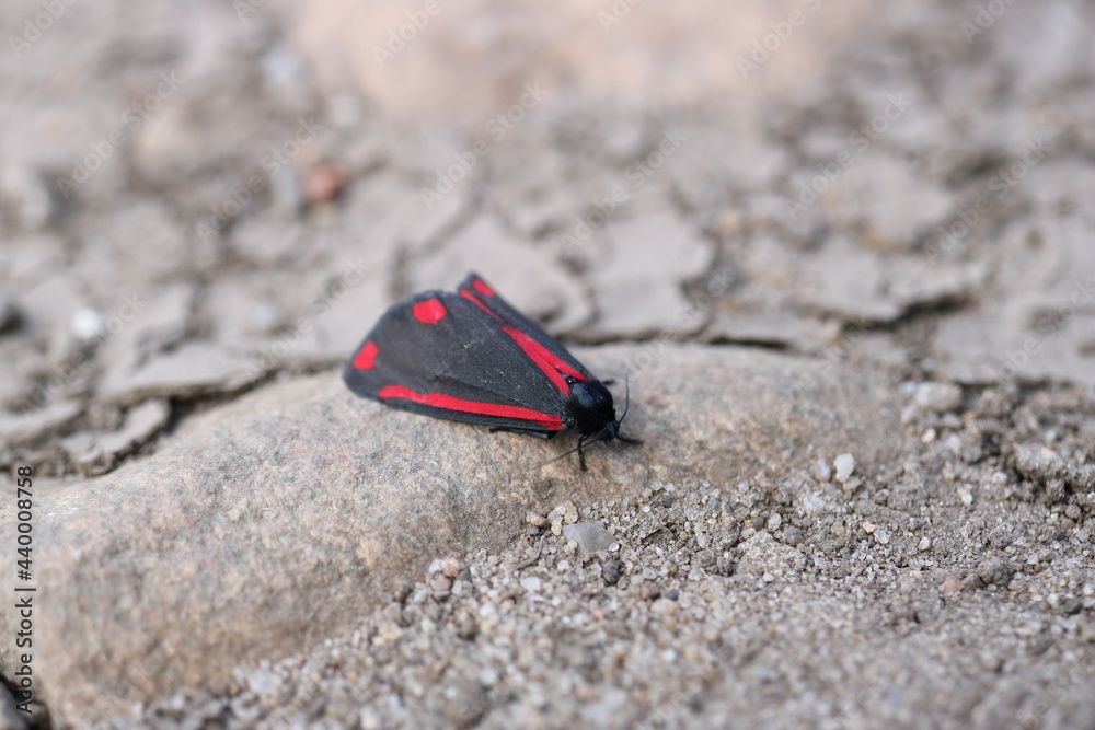 Obraz premium Jakobsfalter