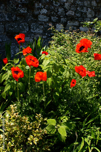Poppy Beauty of Livermere (papaver orientale) Shambellie Walled Garden, New Abbey Dumfries