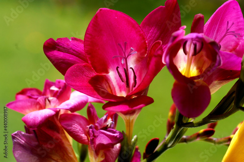 Freesia Rosalinde flower
