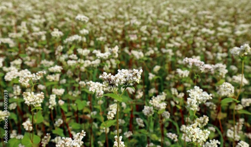 Buckwheat field in bloom at the end of spring. Close up of the flower. 
