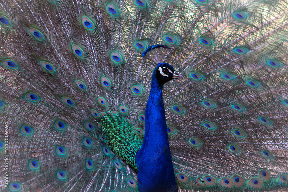 Obraz premium Portrait of beautiful peacock with feathers out ( large and brightly bird ).
