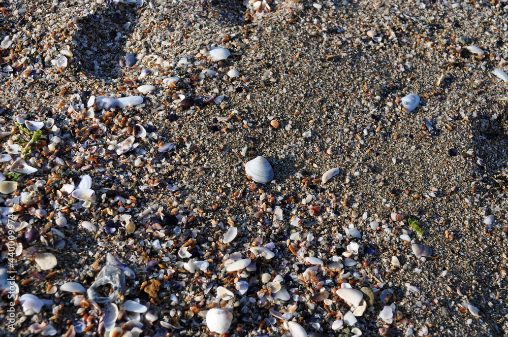 Close up picture of coarse sand of crushed mussels and pebbles, a white mussel shell.