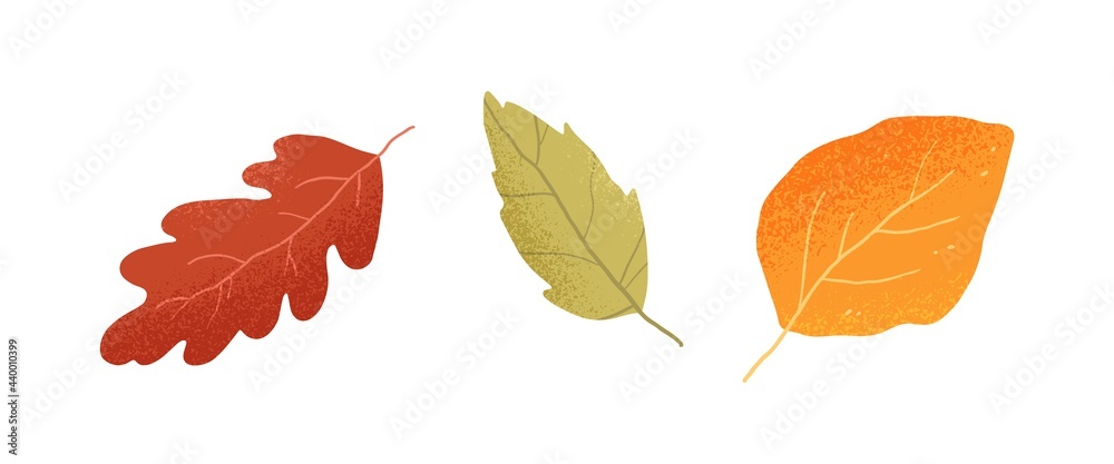 Dry autumn leaves of oak, ash and birch trees of different colors. Top view of fall tree leaf. Gold, red, brown and green autumnal foliage set. Flat vector illustration isolated on white background