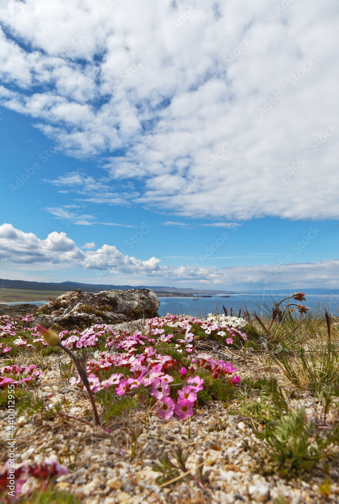 Baikal Lake in the spring. The first flowers of pink saxifrage bloom on the rocky shores of Olkhon Island on a sunny day. Beautiful spring landscape. Natural background. Focus on distant flowers