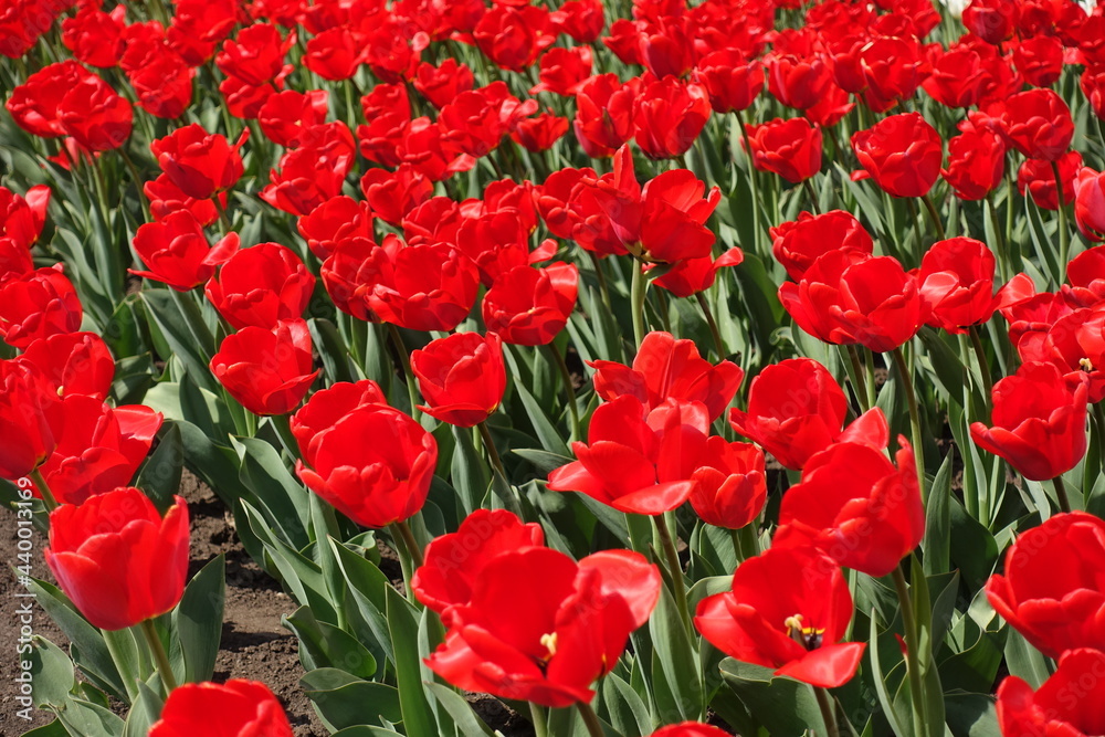 Fototapeta premium Plenty of bright red flowers of tulips in April
