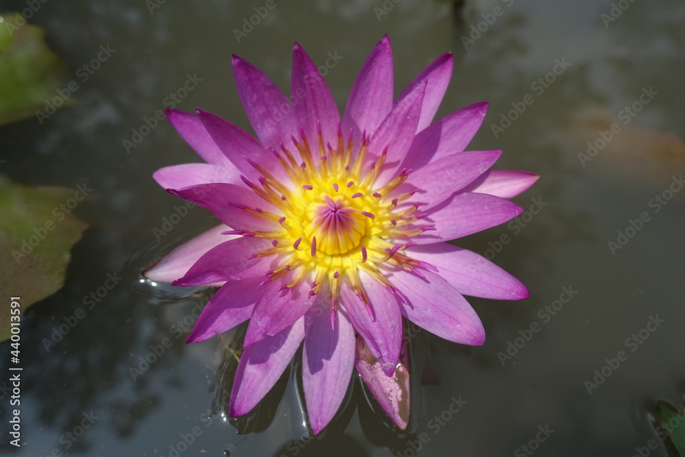 Lotus flower summer photo. Beautiful lotus water lily flower blossom Lotus flower summer photo. Beautiful lotus water lily flower blossom
