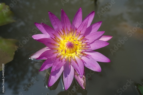 Lotus flower summer photo. Beautiful lotus water lily flower blossom