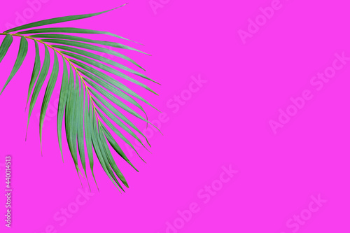 tropical frond green palm leaf tree isolated on pink background