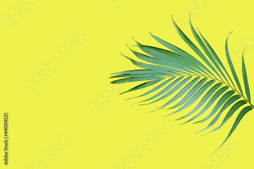 tropical frond green palm leaf tree isolated on yellow background
