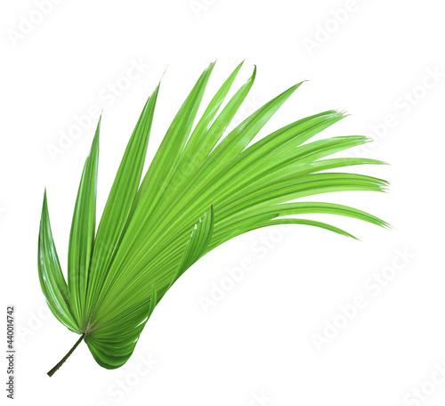 tropical green chinese windmill palm leaf tree isolated on white background