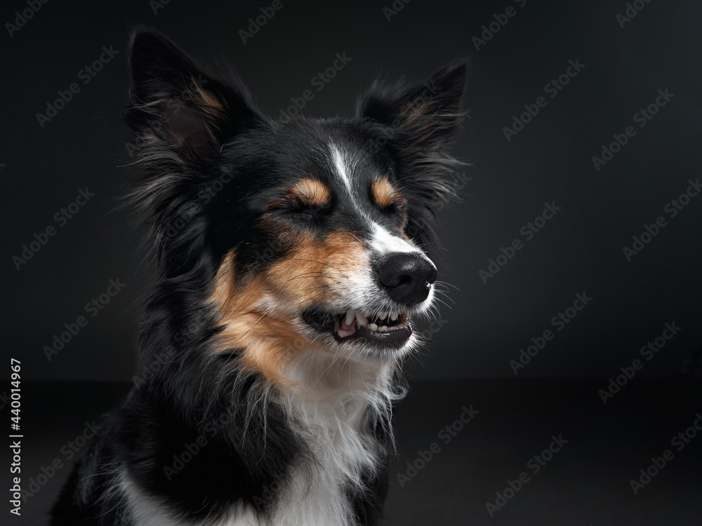 the dog snarls. Funny expression on the muzzle of a border collie. Pet on a black background