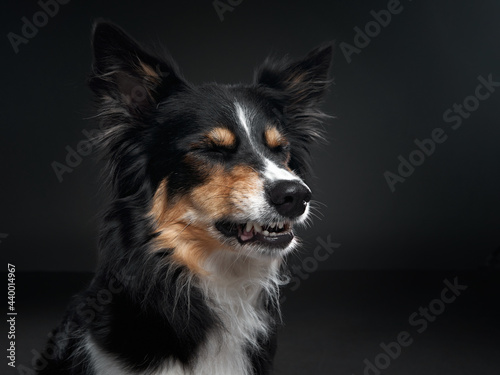 the dog snarls. Funny expression on the muzzle of a border collie. Pet on a black background © annaav