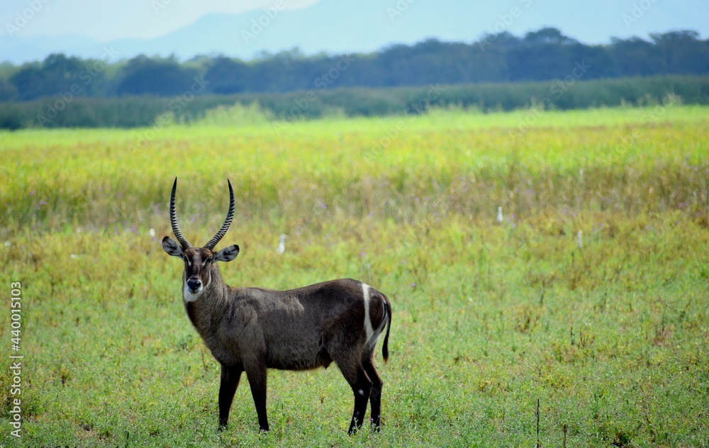 ''Waterbuck''
       The waterbuck is a large antepole found widely in Sub-Saharan Africa. Its Family is Bovidae.Scientific name is kobus ellipsiprymnus.And class is Mammalia.Its a Africanwild Animal.