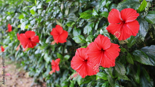 Red hibiscus blooms on a green fence. The hibiscus is a beautiful blooming plant native to East Asia. Selective focus