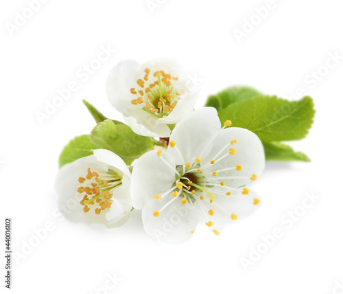 Beautiful cherry blossoms with green leaves isolated on white