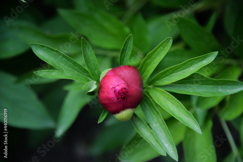 garden flower pink peony bloomed in spring, it is tender and beautiful