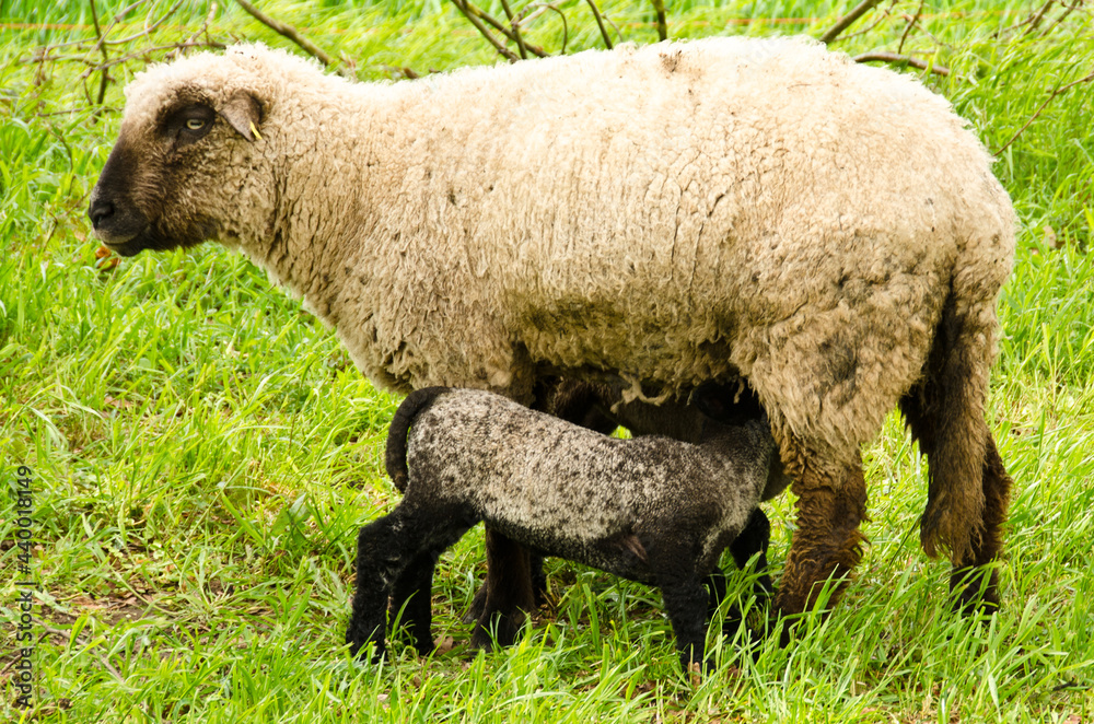 A herd of sheeps with their cute lambs in the meadow A herd of sheeps with their cute lambs in the meadow