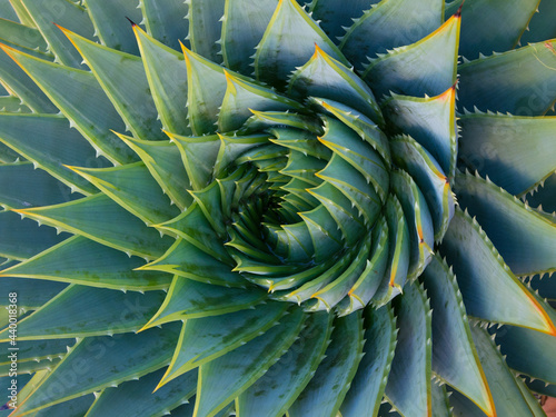 Spiral Aloe vera, closeup photo