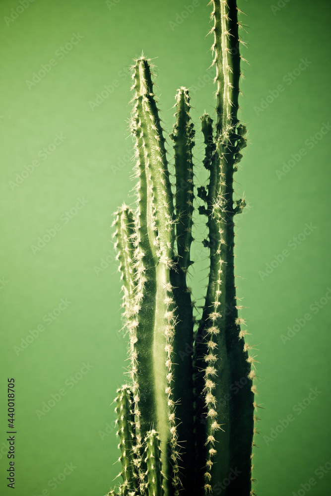 Naklejka premium Cactus close up