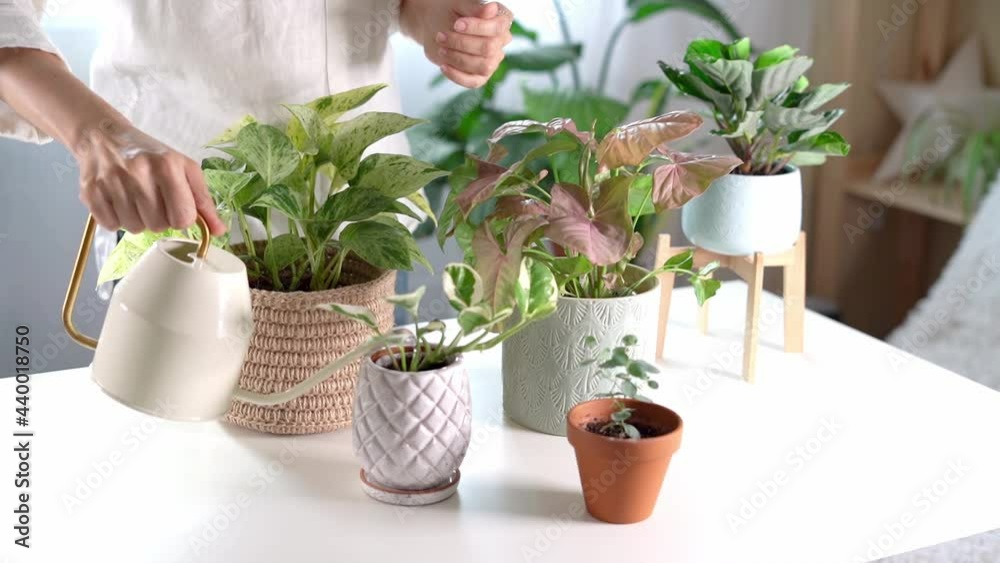 Woman gardeners watering plant in ceramic pots on the white table. Home gardening, love of houseplants, freelance. Spring time. Stylish interior with a lot of plants. Taking care of home plants.