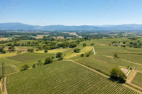 vineyard in Breisgau Germany region fly over