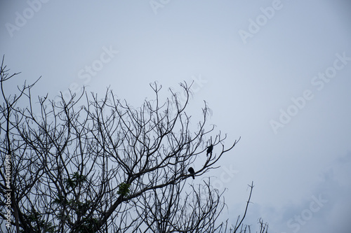 branches against blue sky