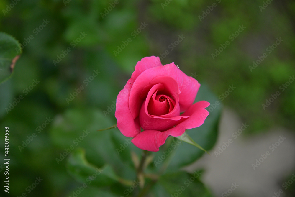 bright, beautiful rose flower, growing in the garden, Sunny day. bright, beautiful rose flower, growing in the garden, Sunny day.