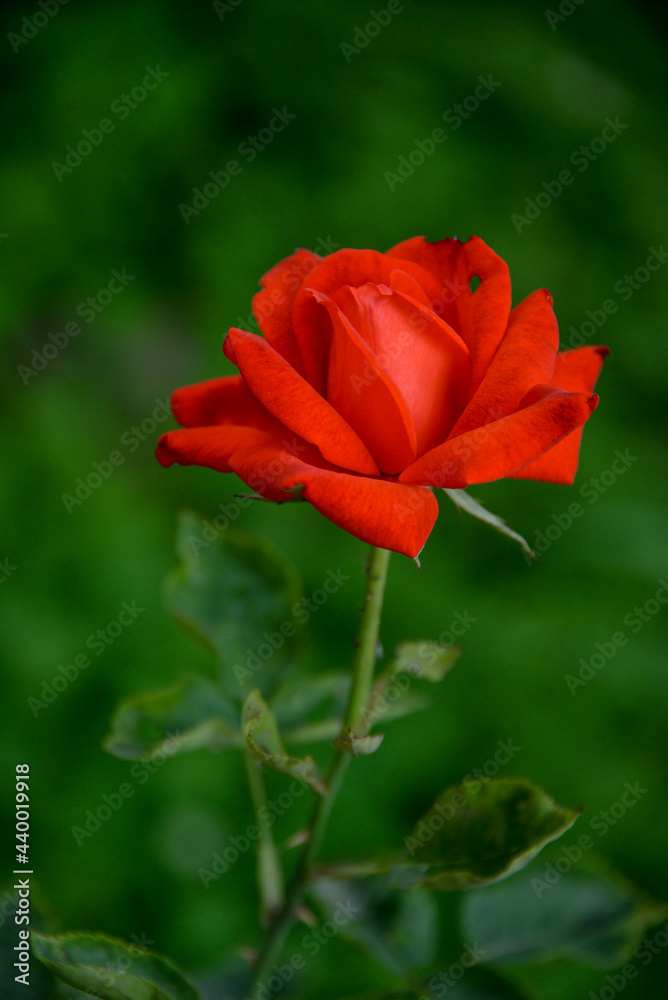 bright, beautiful rose flower, growing in the garden, Sunny day.