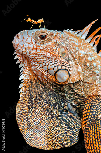 iguana and ant on white background