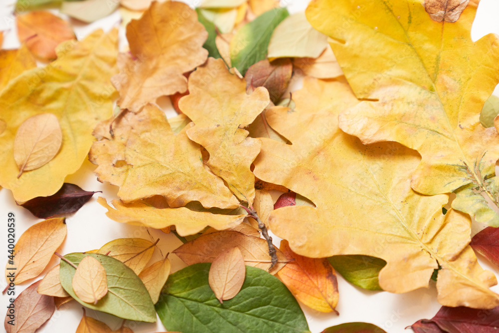 Fototapeta premium Colorful leaves of autumn trees on the ground, green, yellow, red. High quality photo