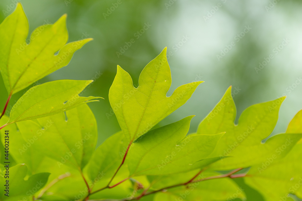 新緑の森 新緑の森