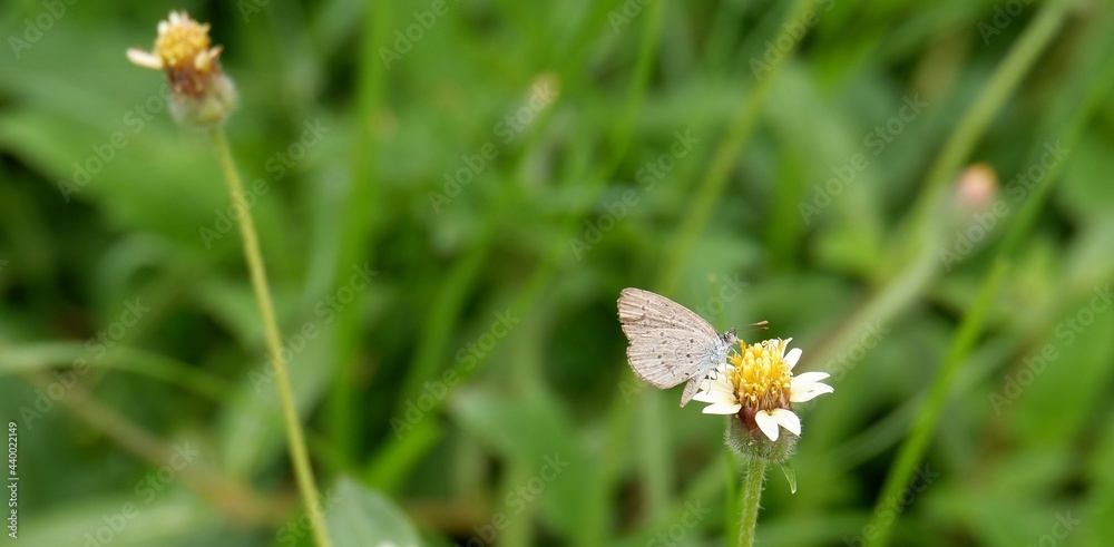 The way of life of butterlies in the daytime The way of life of butterlies in the daytime
