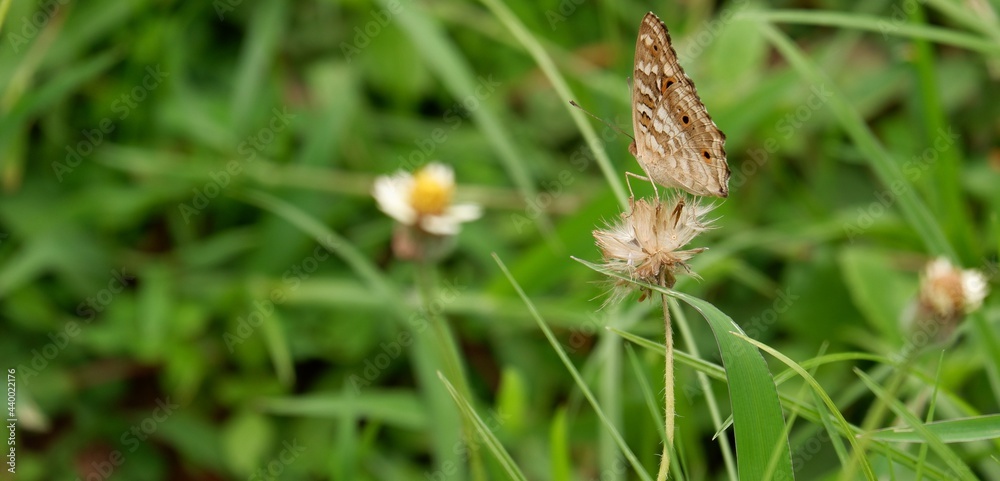 The way of life of butterlies in the daytime The way of life of butterlies in the daytime