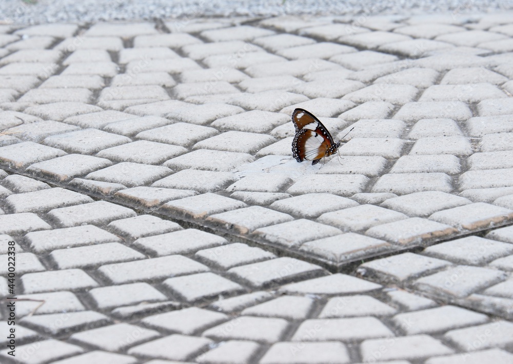 The way of life of butterlies in the daytime The way of life of butterlies in the daytime