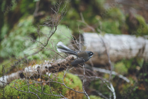 New Zealand fantail, Nelson Lakes National Park