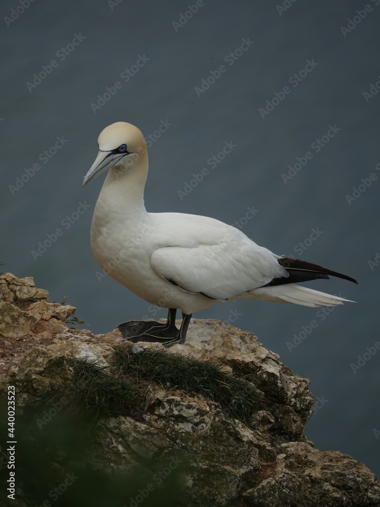 northern gannet (morus bassanus) stood on cliff top during breeding season northern gannet (morus bassanus) stood on cliff top during breeding season