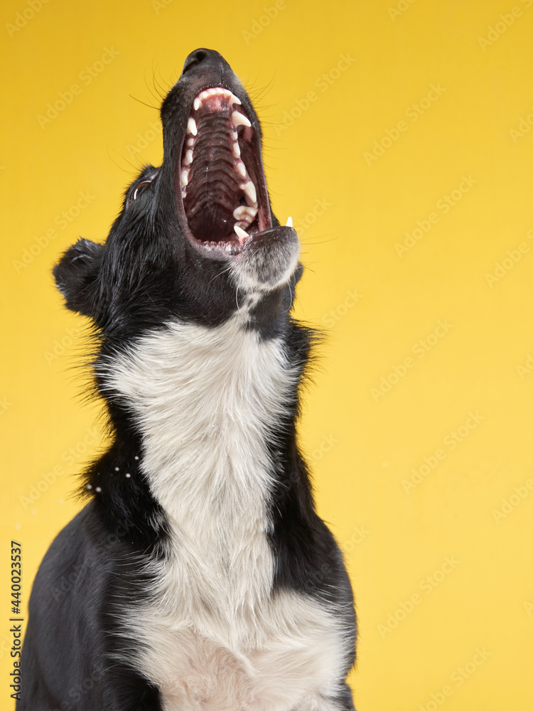 funny crazy dog. Happy Border Collie with curve muzzle. Pet on a yellow  background Photos | Adobe Stock